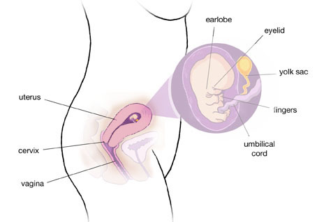 pregnant uterus 8 weeks